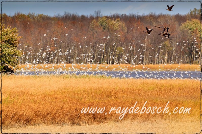 Fly out at sunset, Schiawassee NWR