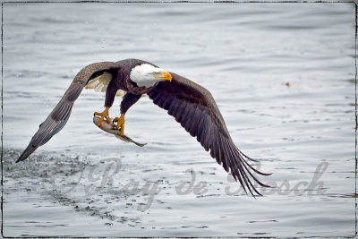 Eagle Feeding Frenzy 2011