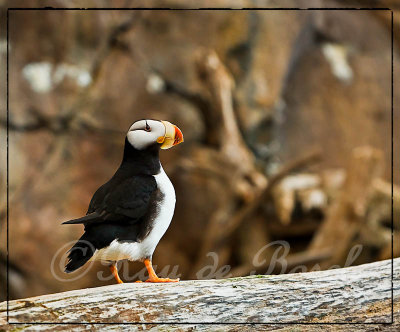 tuffted puffin