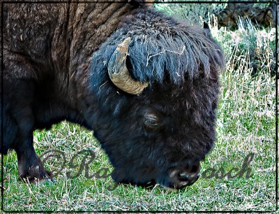 Wildlife in Yellowstone, 2010