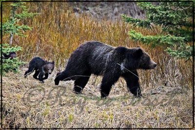 Grizzly mom, Yellowstone