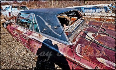 Dead Bird...Thunderbird