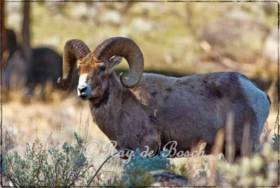 Yellowstone Wildlife