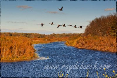 Wild Canada geese in Schiawassee NWR, Saginaw