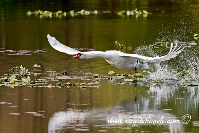 swan splash