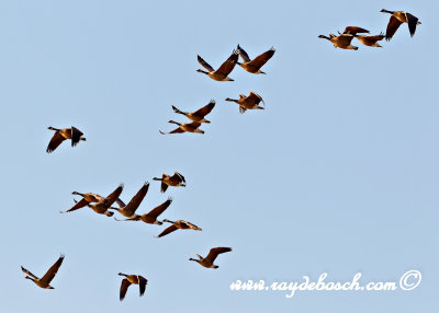 Canada geese