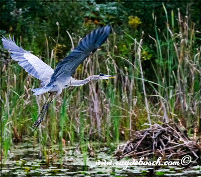 Great blue heron crossing