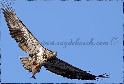 Juvenile bald eagle at LD #24