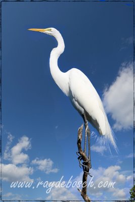 A great egret, at the Keys