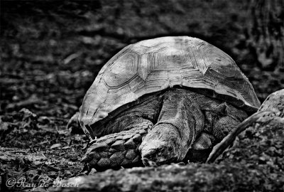 An old tortoise. Miami Zoo