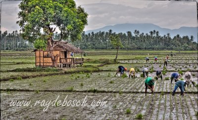 Planting rice in the province