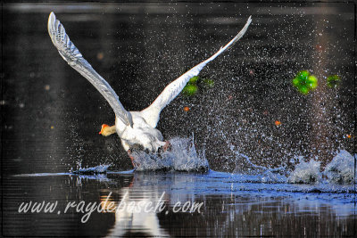 a splashy takeoff...