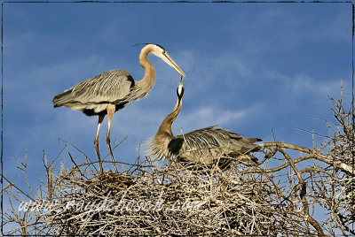 a mating ritual of great blue herons