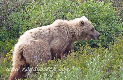 a Denali National Park grizzly resident