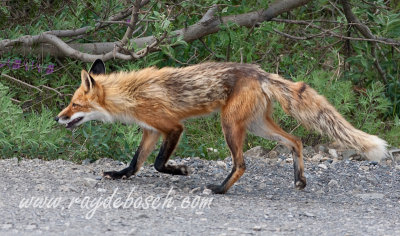 a Denali National Park red fox 'strut'...resident