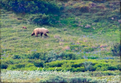 Momma grizzly bear and cub