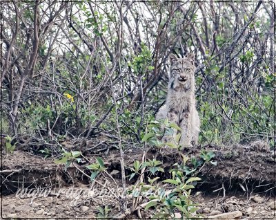 a rare sighting of a lynx in Denali National Park