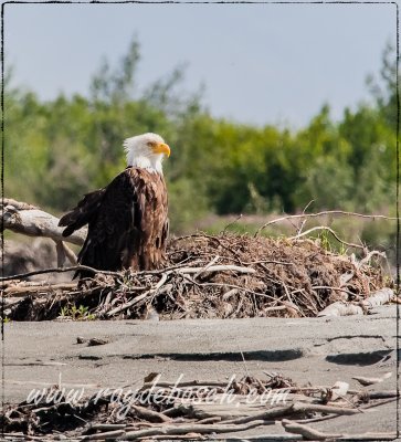 Bald eagle at Chilkat River, AK