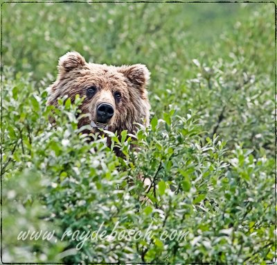 Grizzly peek-a-boo, Denali