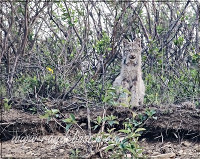 Rare sighting of a lynx, Denali