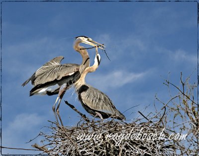 Great blue heron mating ritual