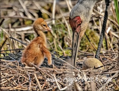 One just hatched, one more to go...sandhill crane