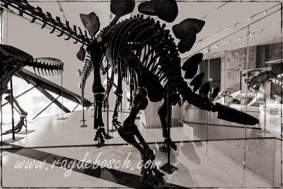 Gordo, the Barosaurus, the largest ever mounted