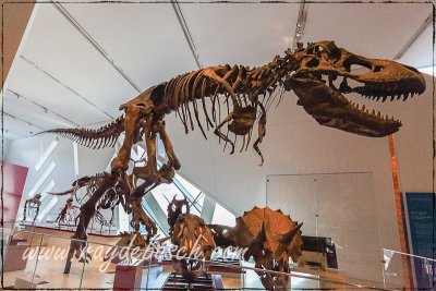 T-Rex at Royal Ontario Museum