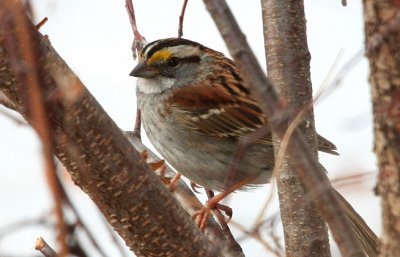 White-throated Sparrow