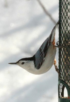 White-breasted Nuthatch