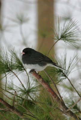 Dark-eyed Junco, Slate Colored