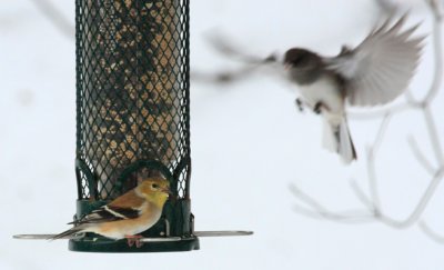 Dark-eyed Junco, Slate Colored & American Goldfinch
