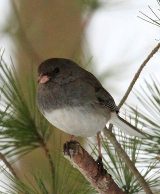 Dark-eyed Junco, Slate Colored
