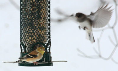 American Goldfinch, winter & Dark-eyed Junco, Slate-colored
