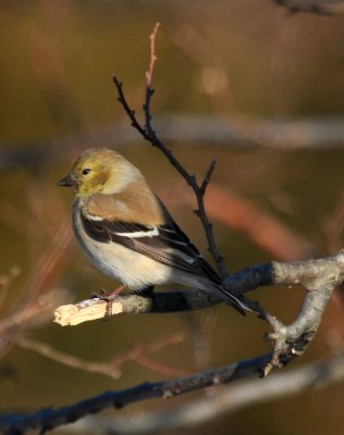 American Goldfinch, winter