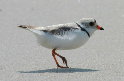 Piping Plover