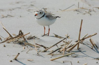 Piping Plover