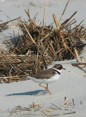 Semi-palmated Plover