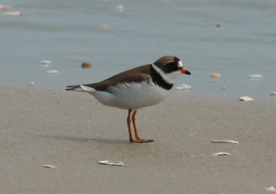 Semi-palmated Plover