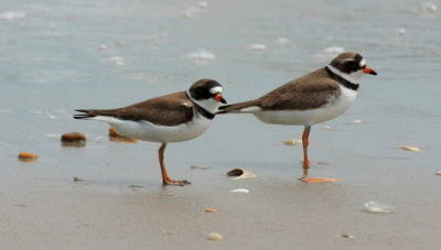 Semi-palmated Plover