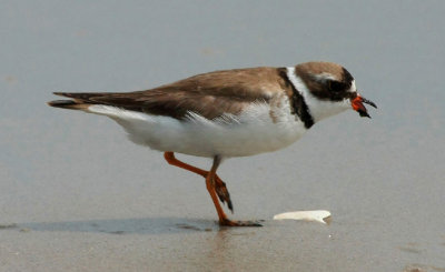 Semi-palmated Plover