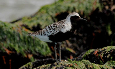 Black-bellied Plover