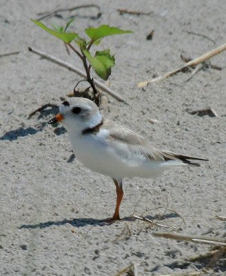 Piping Plover