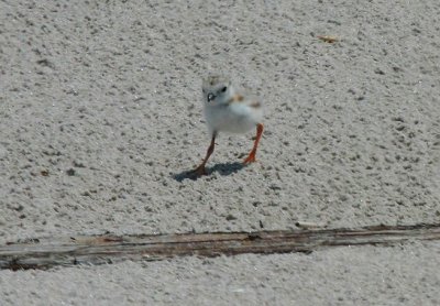 Piping Plover