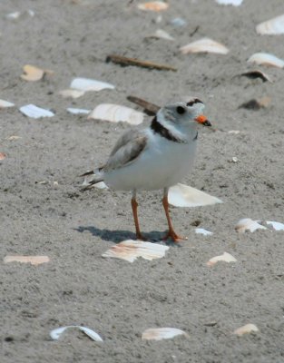 Piping Plover