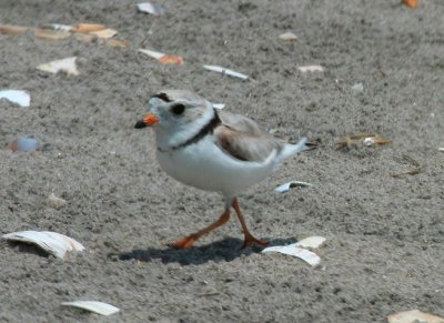 Piping Plover