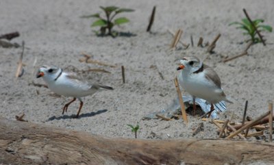 Piping Plover