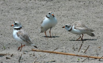 Piping Plover