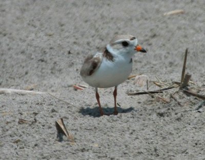 Piping Plover