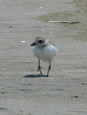 Piping Plover